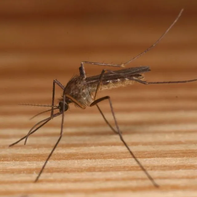 thumbnail for publication: Dark-Tailed Mosquito Culiseta melanura (Coquillett) (Insecta: Diptera: Culicidae)